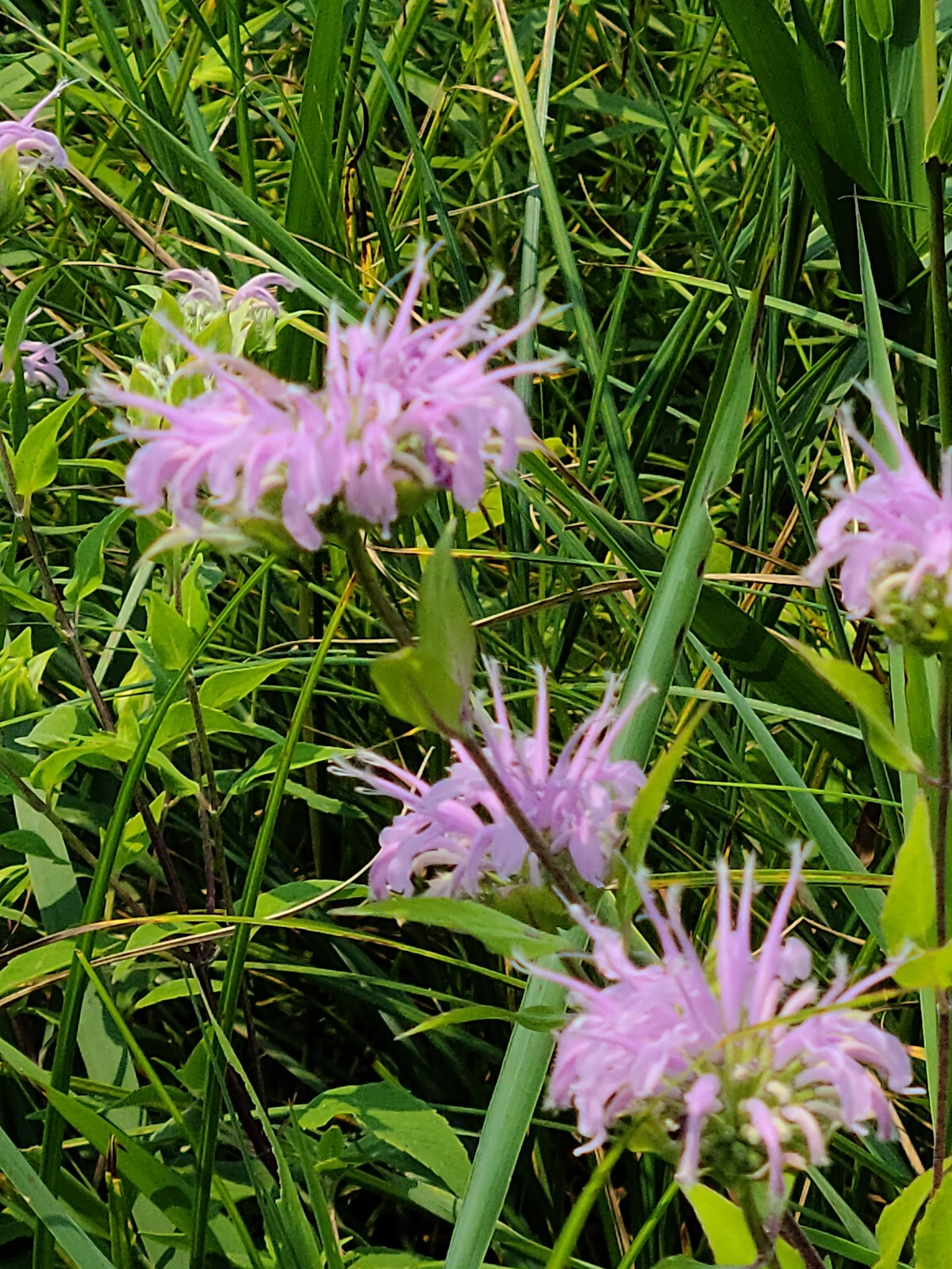 Lake Iowa County Park