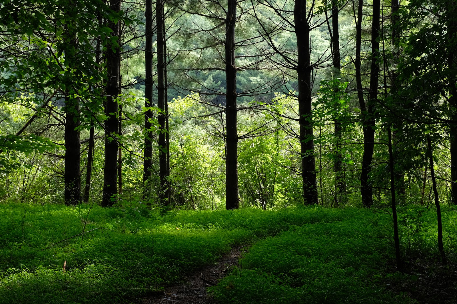 Kenneth L Wilson Campground Catskills SF