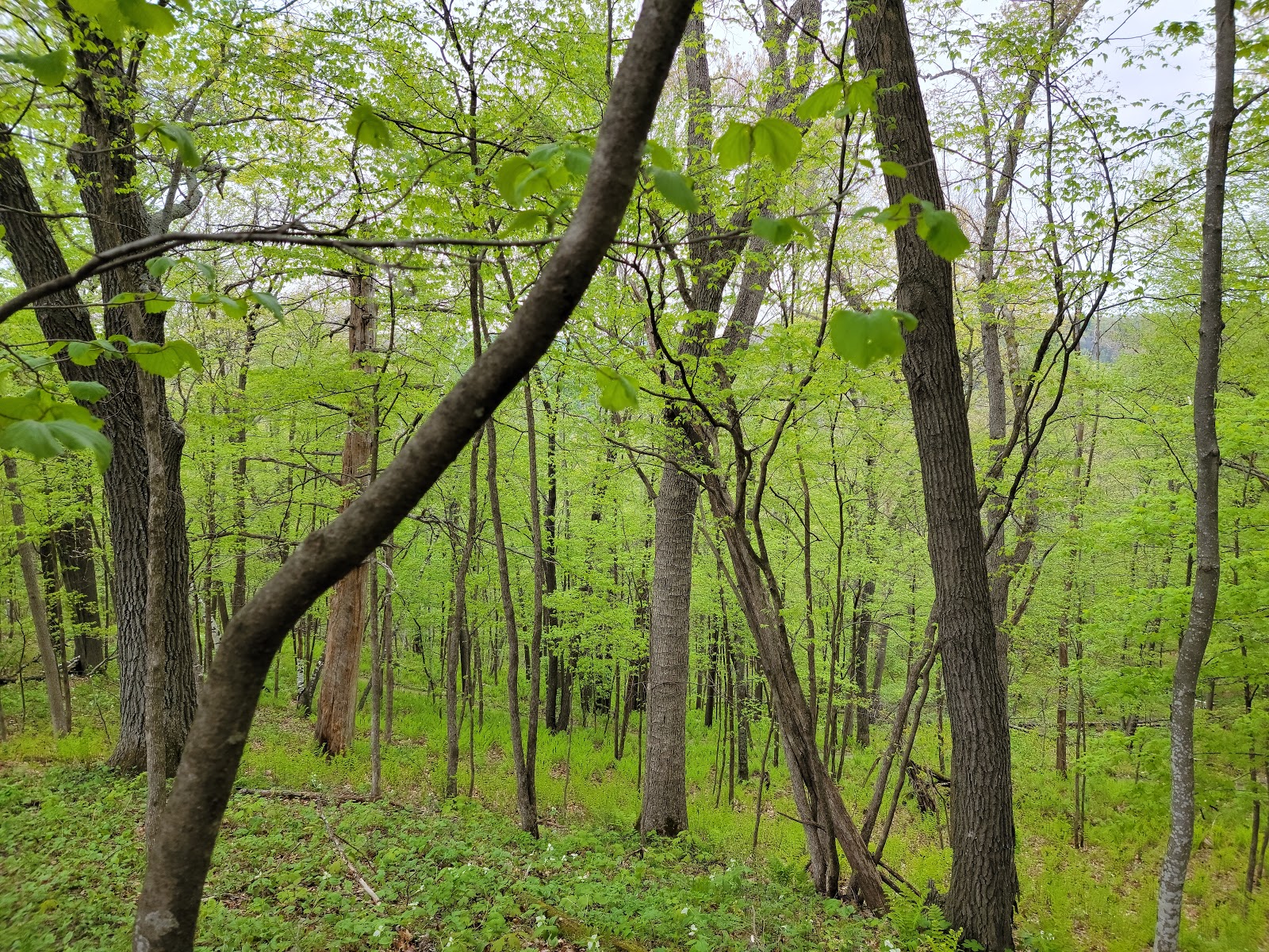 Family - Wildcat Mountain State Park