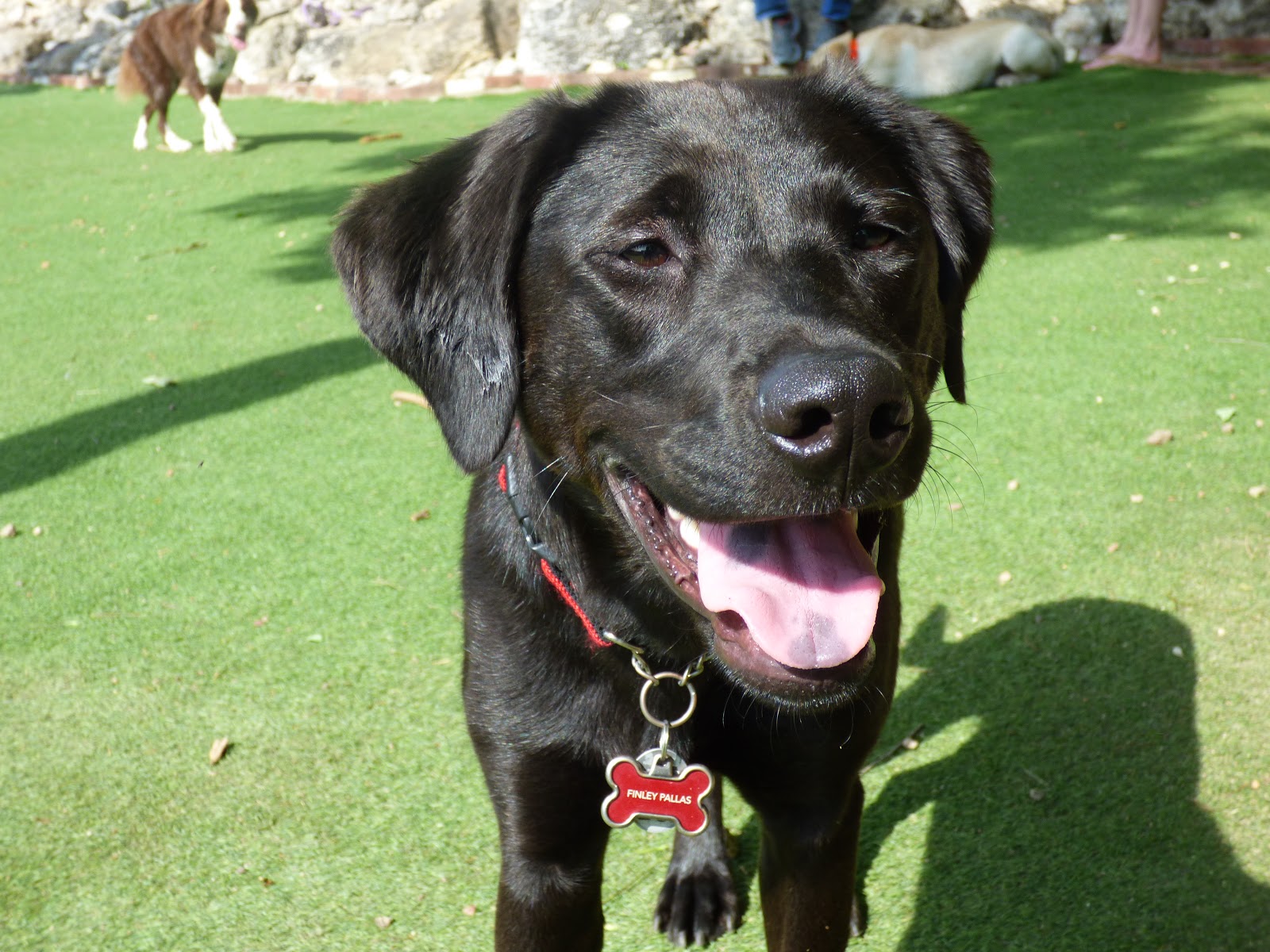 Cahaba Beach Dog Park