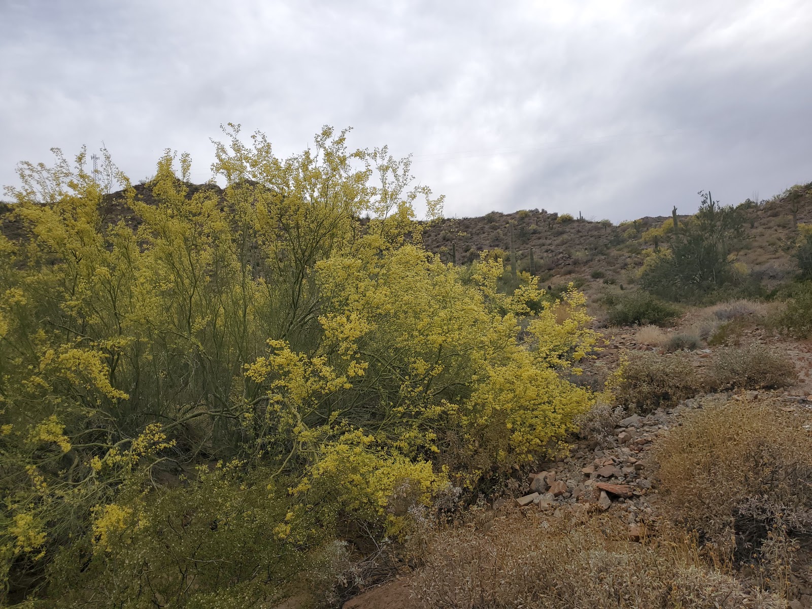 Shadow Ridge RV Resort