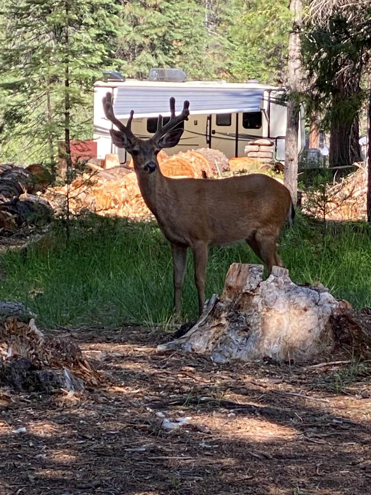Fowlers Camp Campground