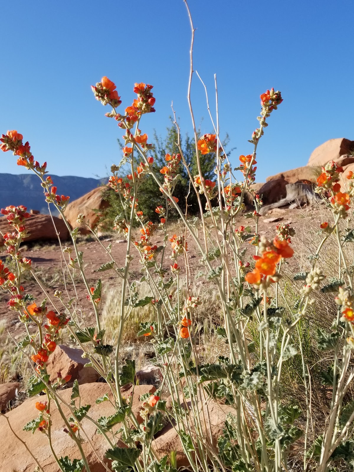 Tuweep Campground North Rim - Grand Canyon National Park