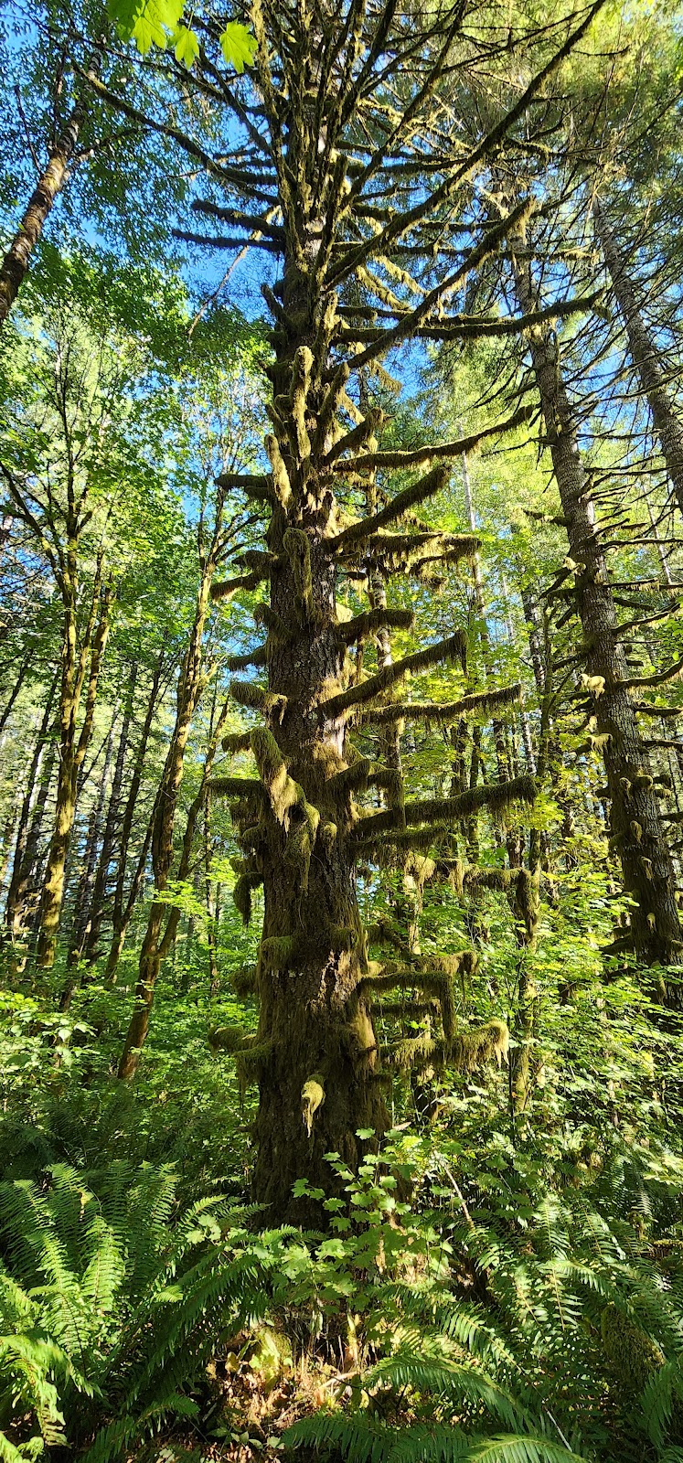 Jones Creek Campground