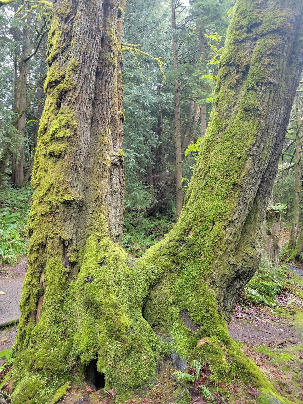 Lyre River Campground