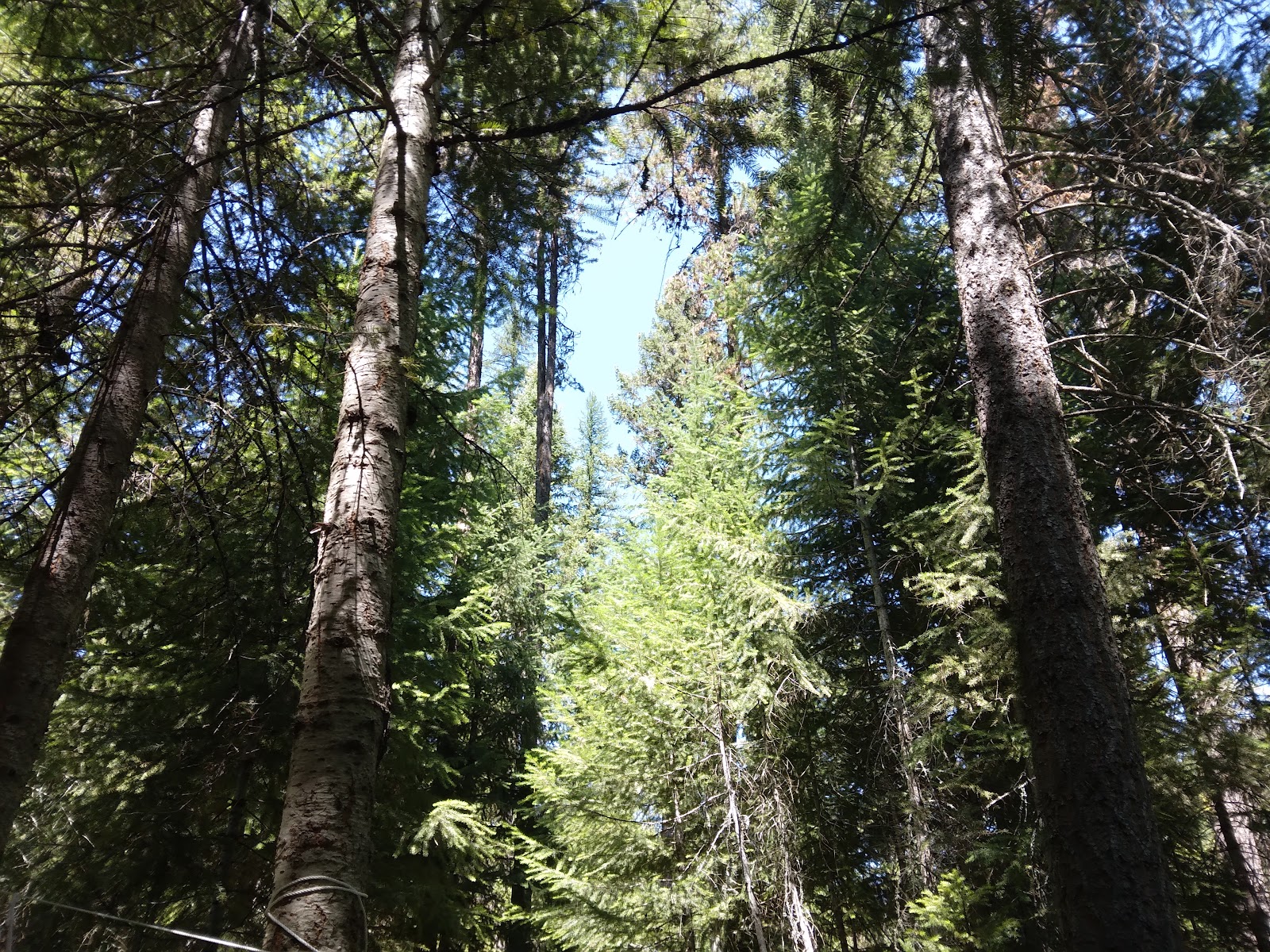 Lolo Creek Campground and Picnic Area