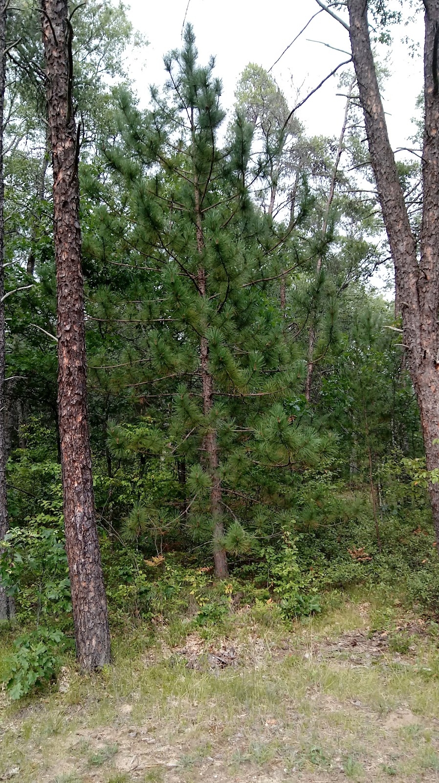 Rollways NF Campground