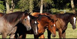 Diamond R Ranch and Resort LLC