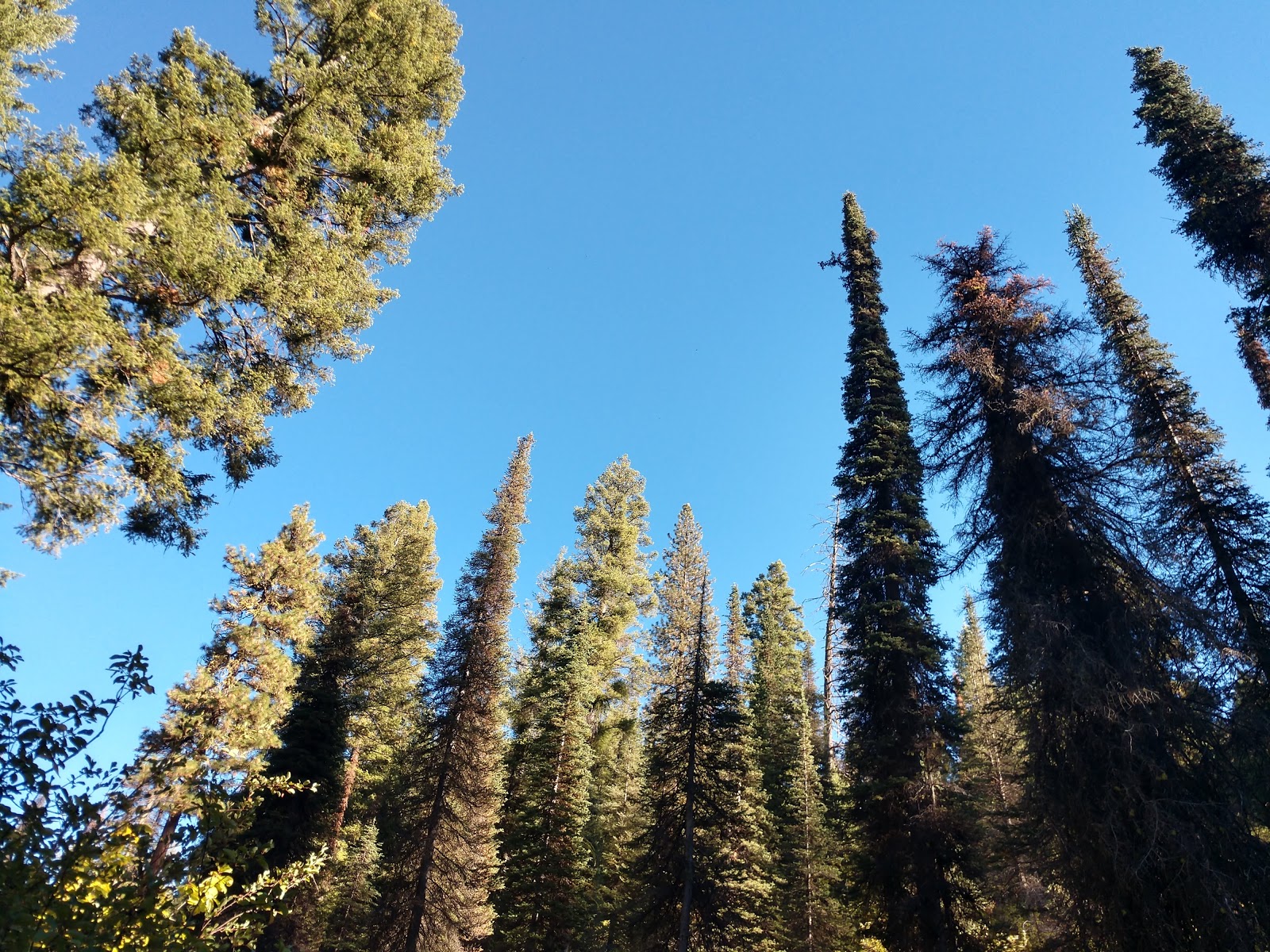 Hayfork Group Only Campground