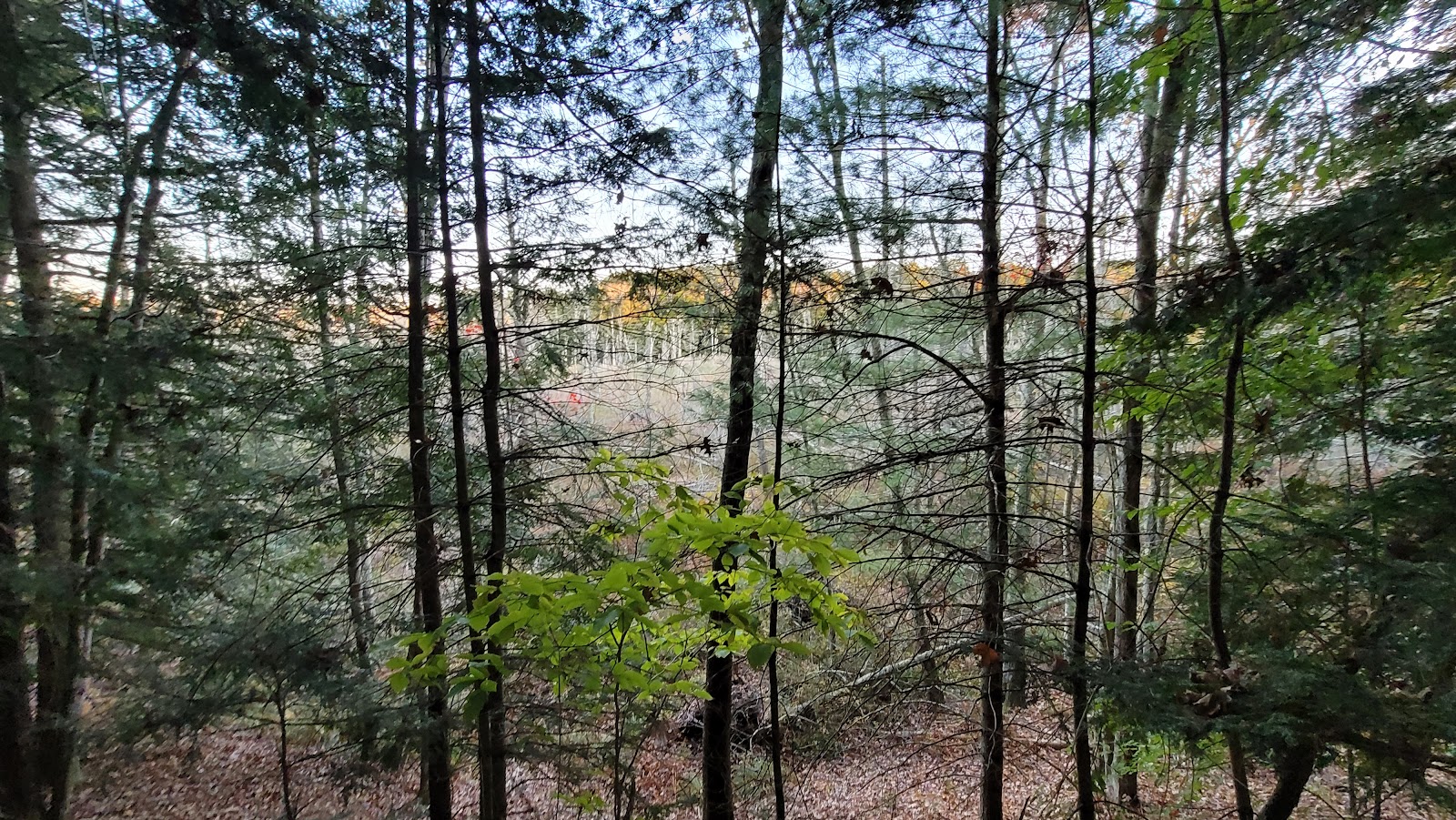 Natchaug State Forest