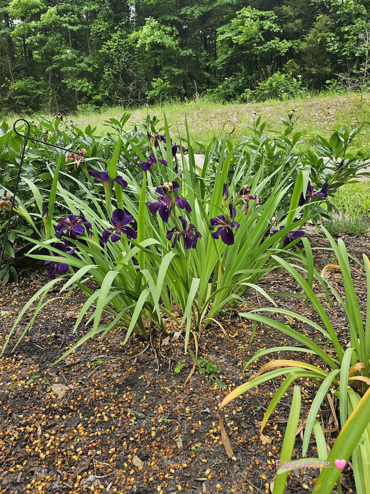 Shirley Creek Horsecamp
