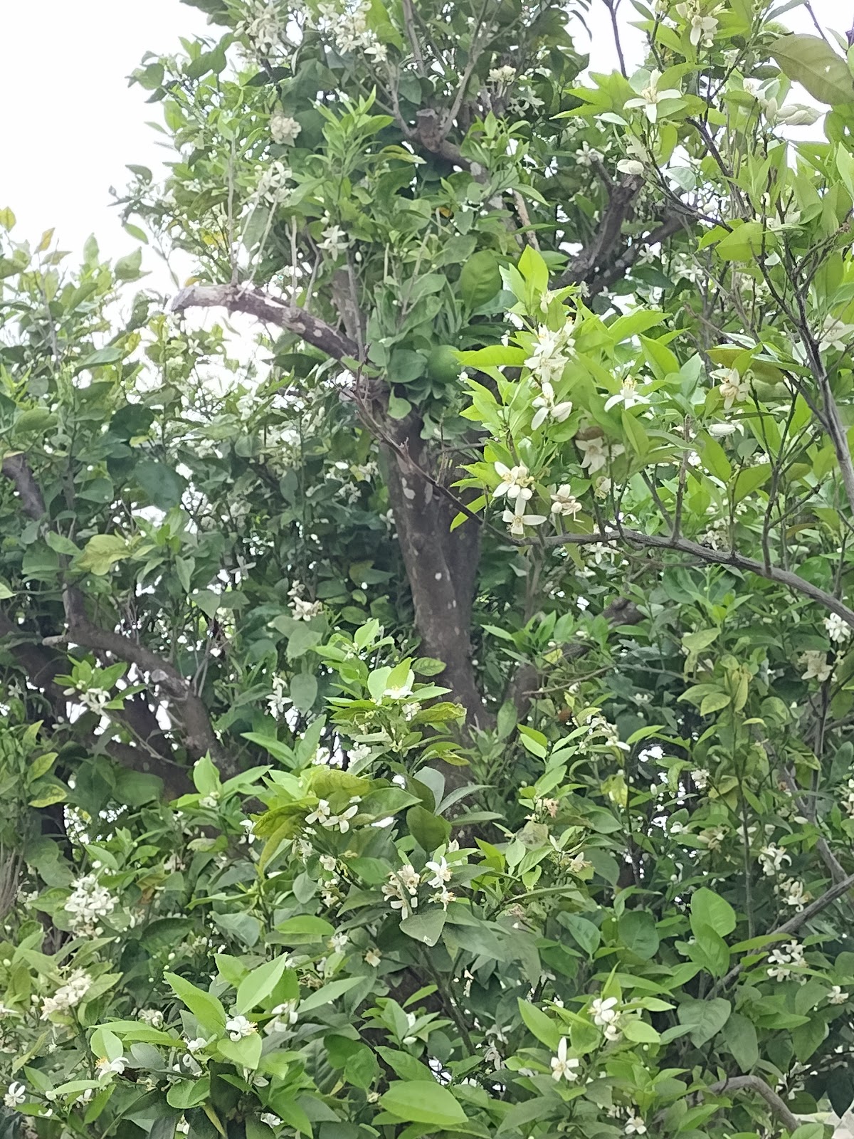 Orange Grove RV Campground