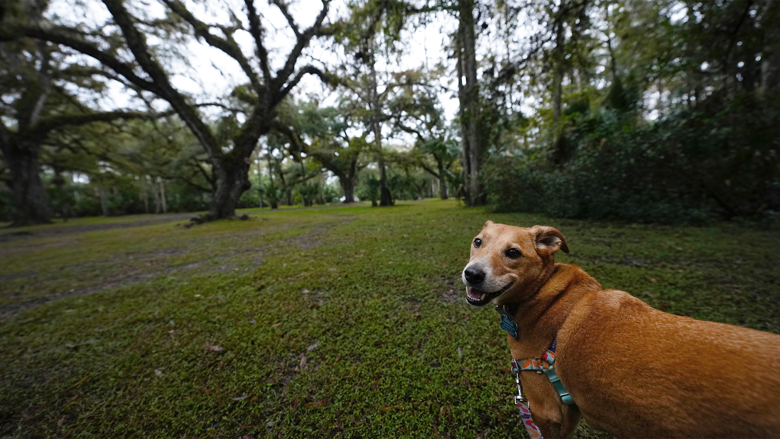 Fisheating Creek Outpost