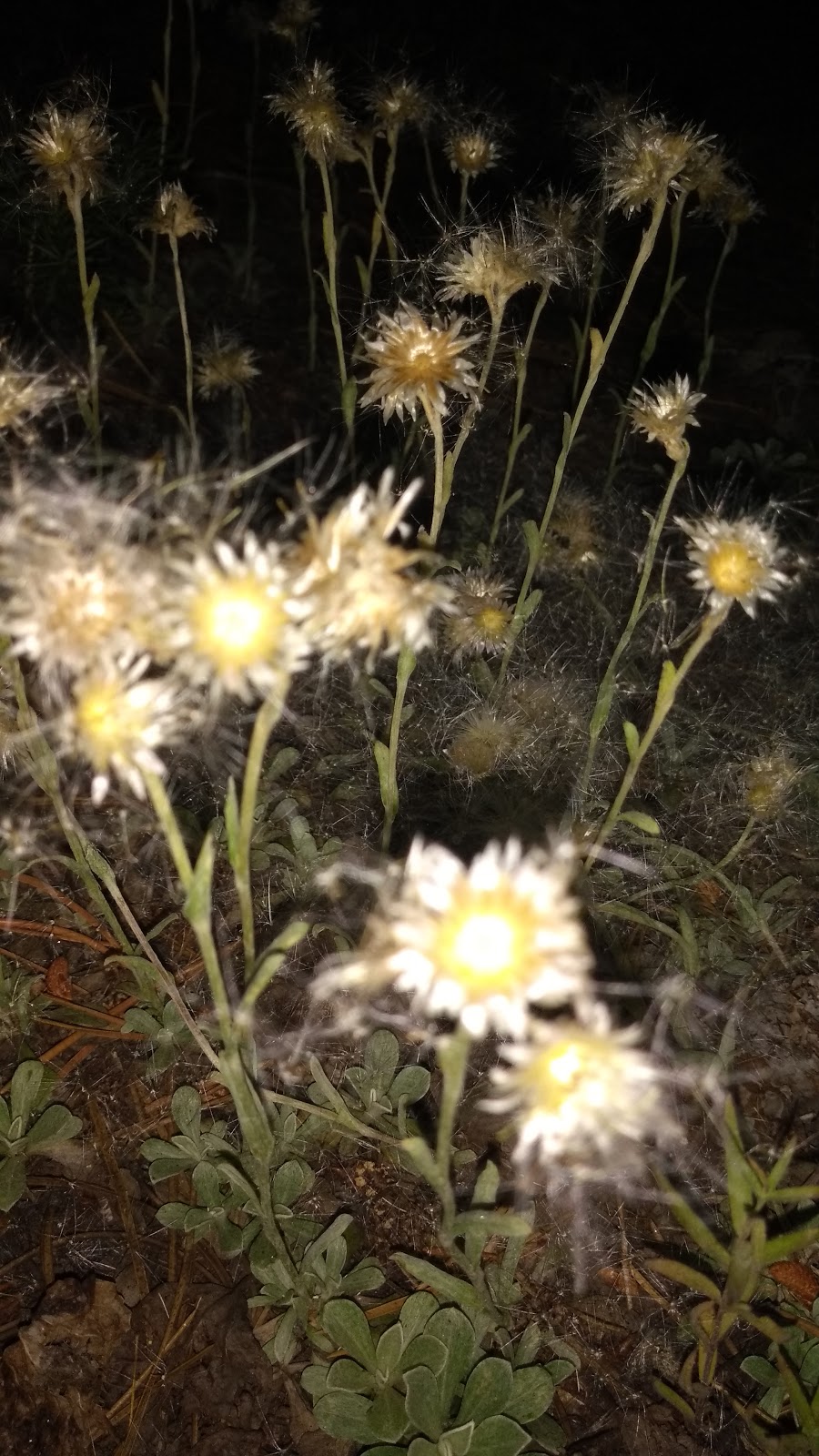 Meeks Cabin Campground