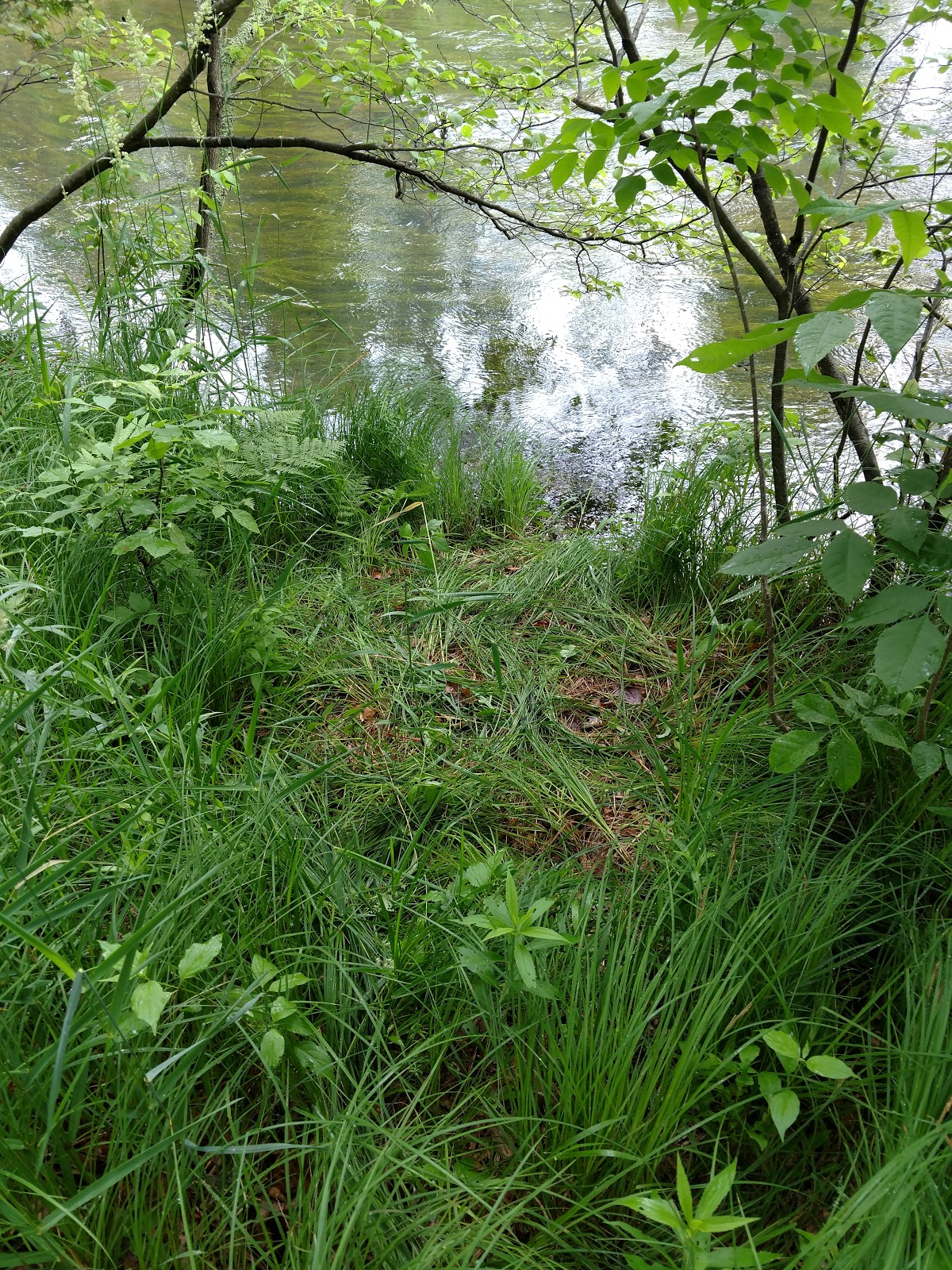 Old Grade NF Campground