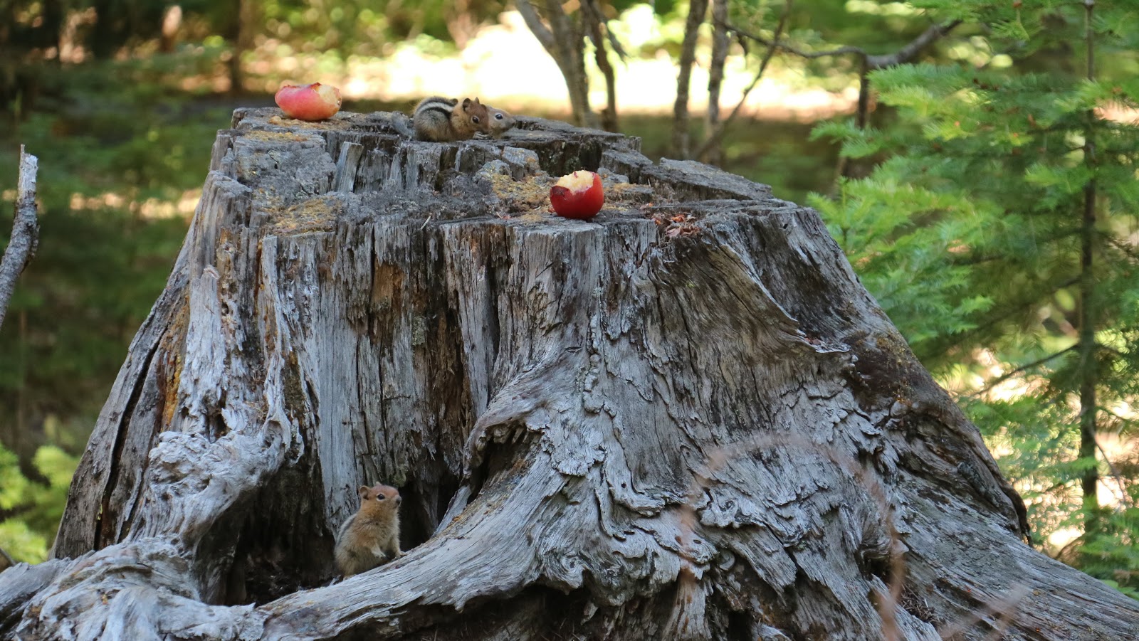 Link Creek Campground