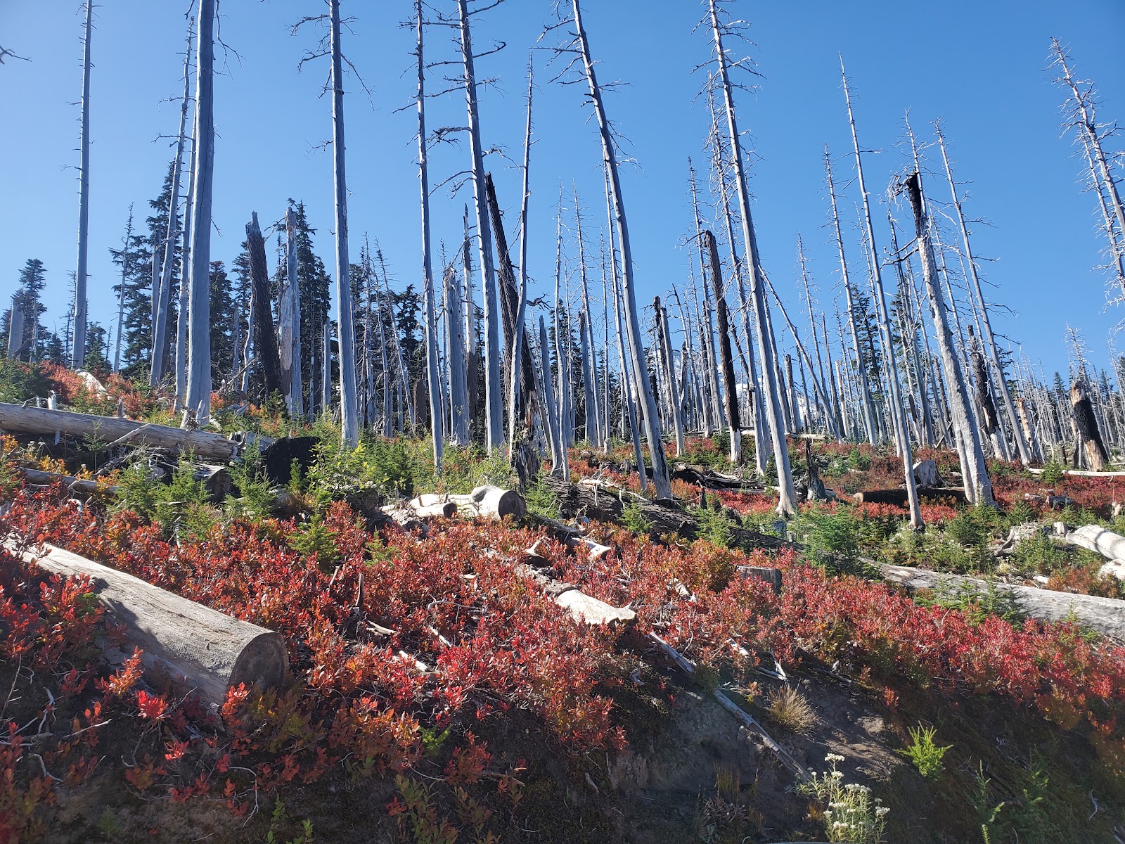Tilly Jane Campground
