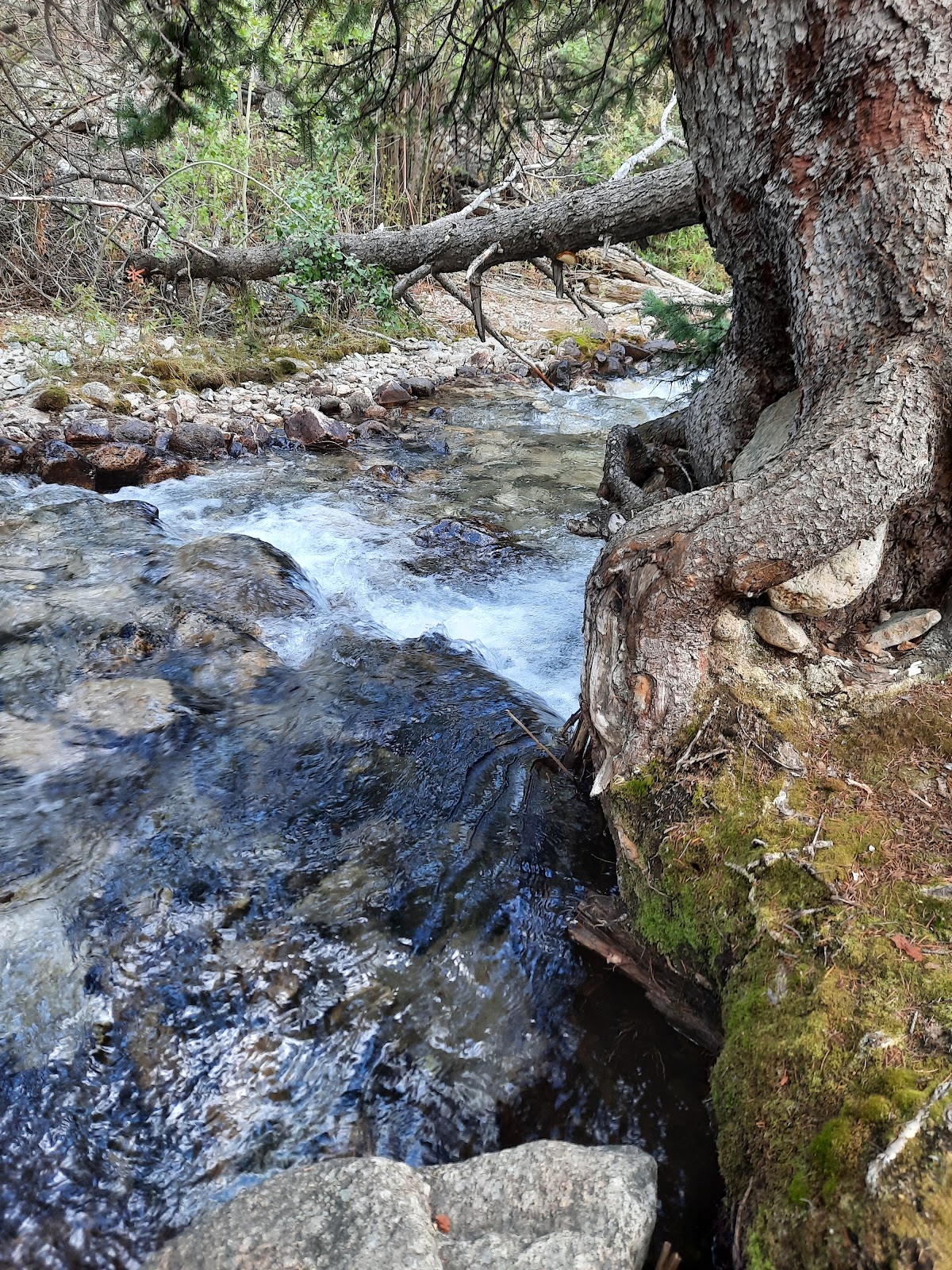 Angel Of Shavano Campground