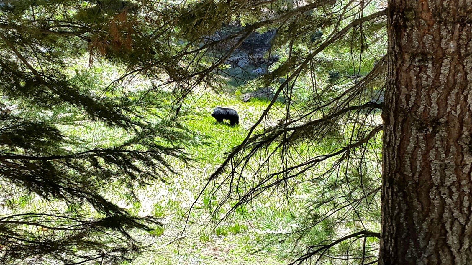 Dorst Creek Campground - Sequoia National Park