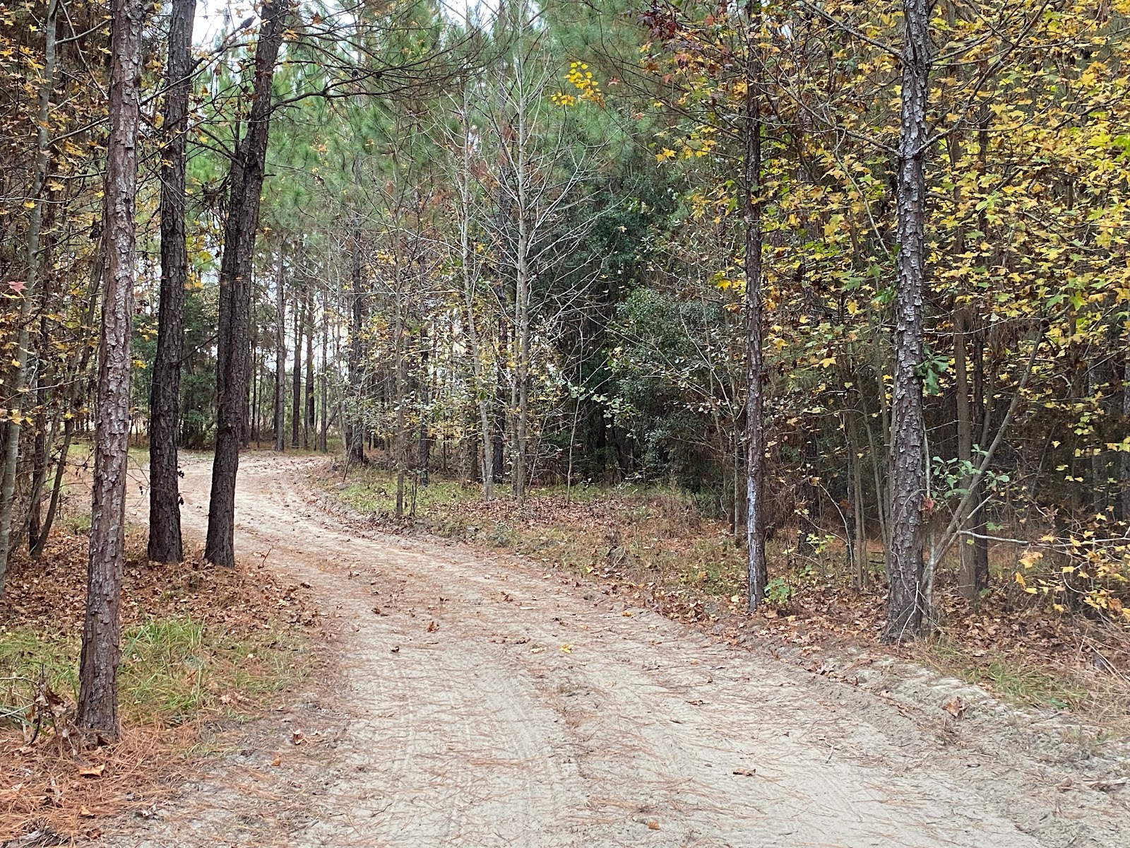 Hidden Forest RV Club