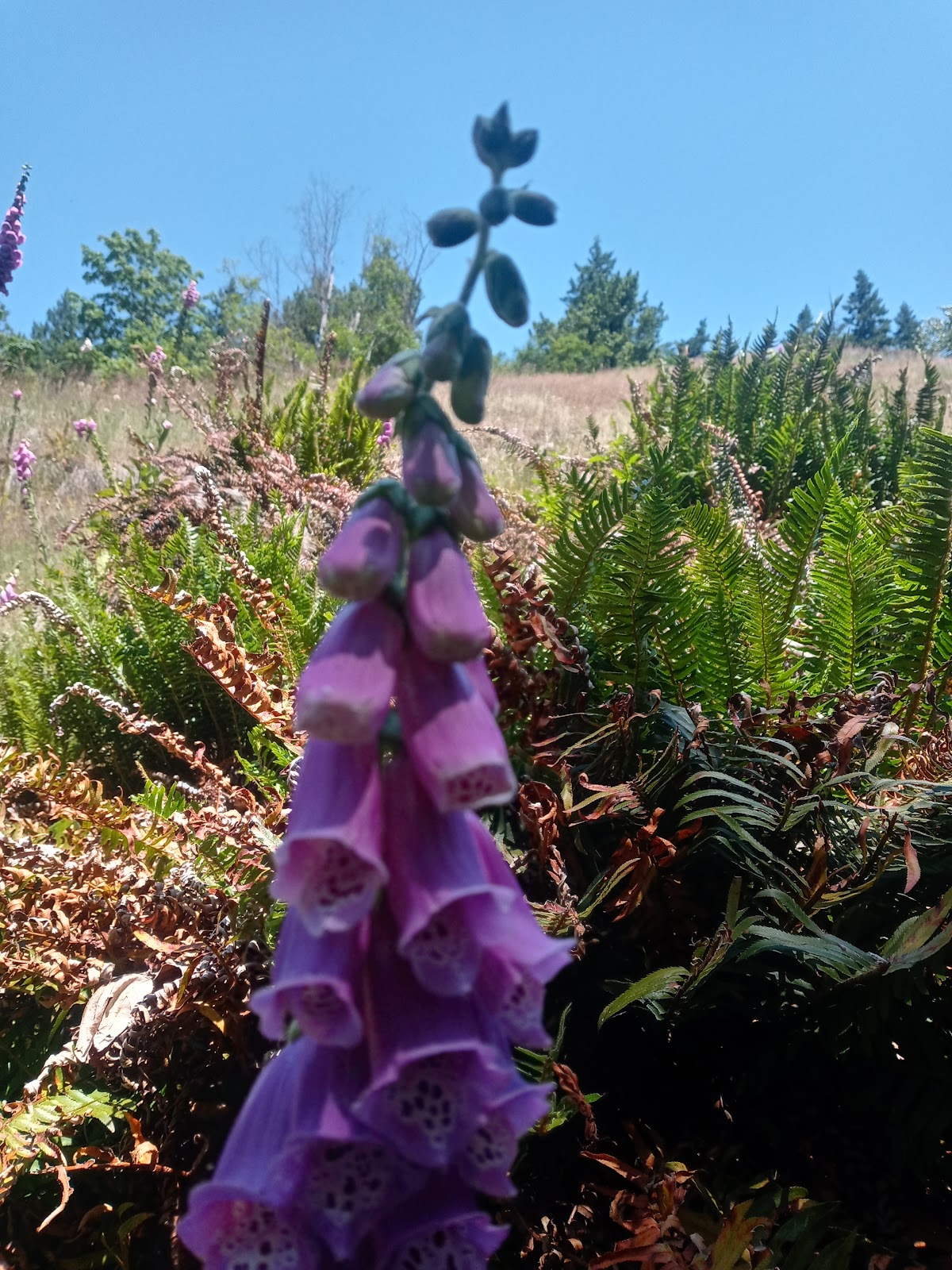 Beaver Bay Campground