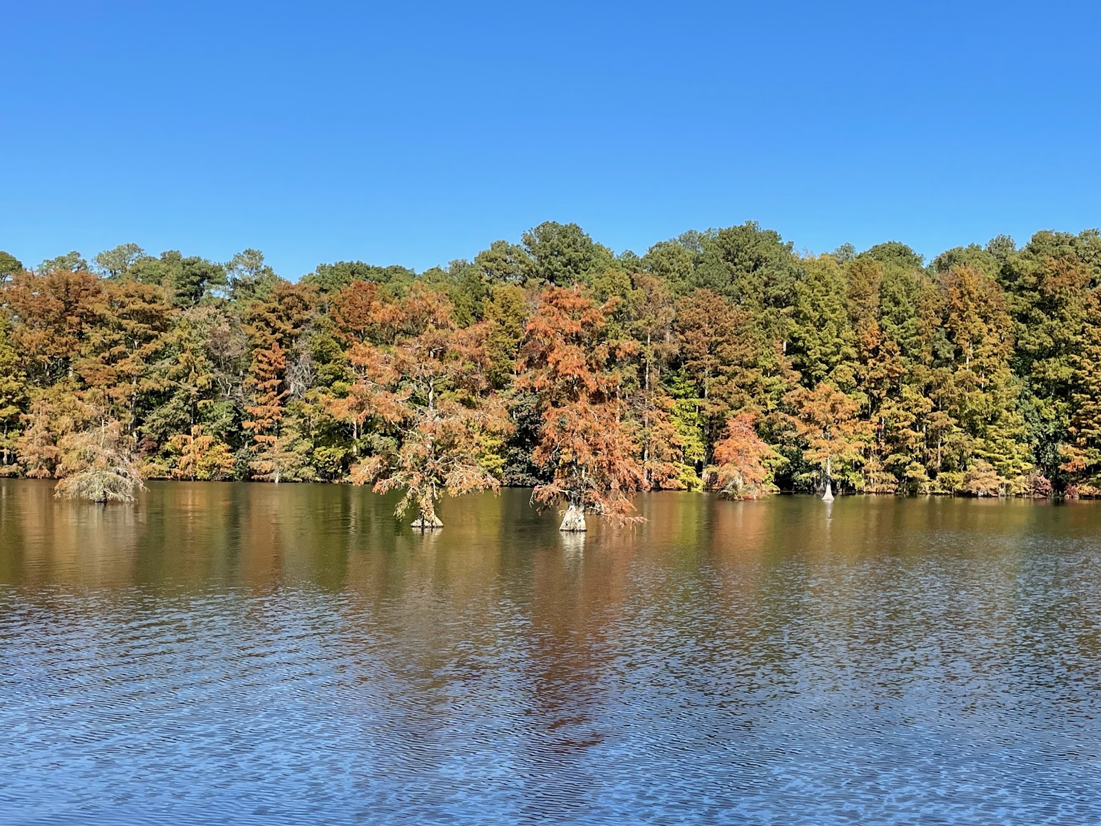 Trap Pond State Park