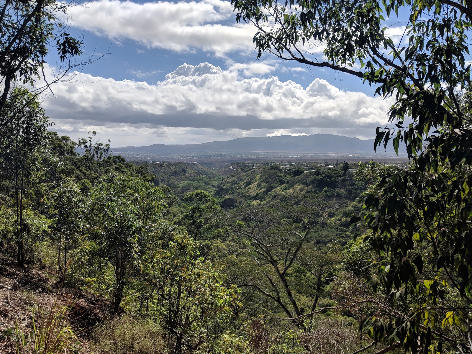 Waimano Valley / Ridge Trail Head