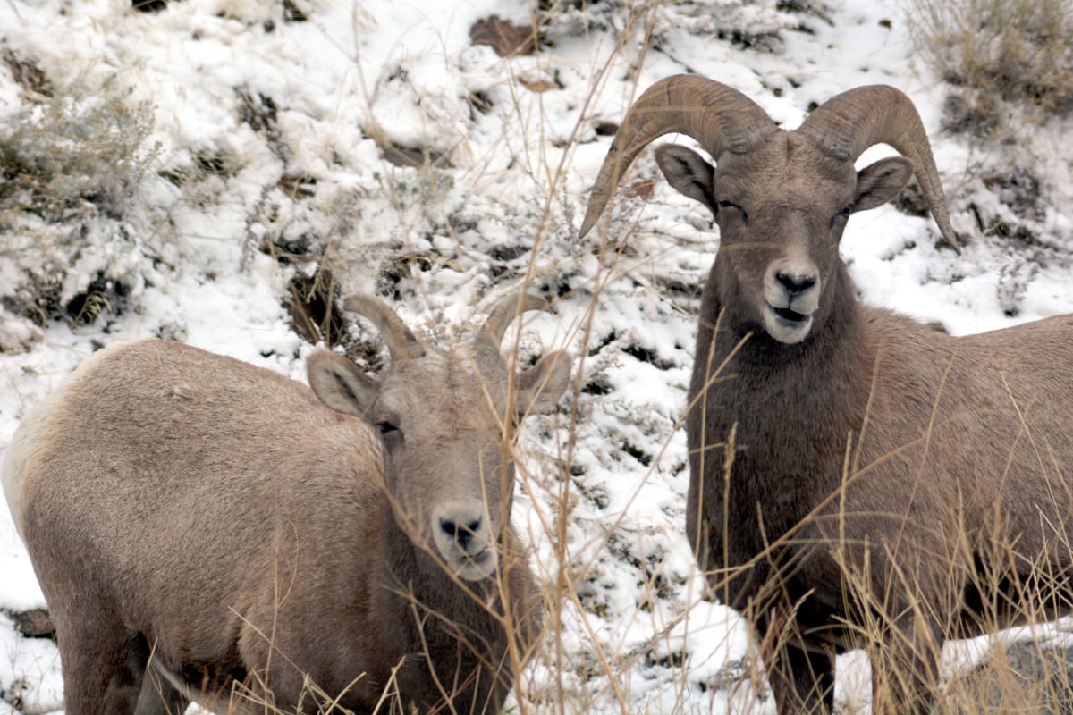 Canyonside Campground
