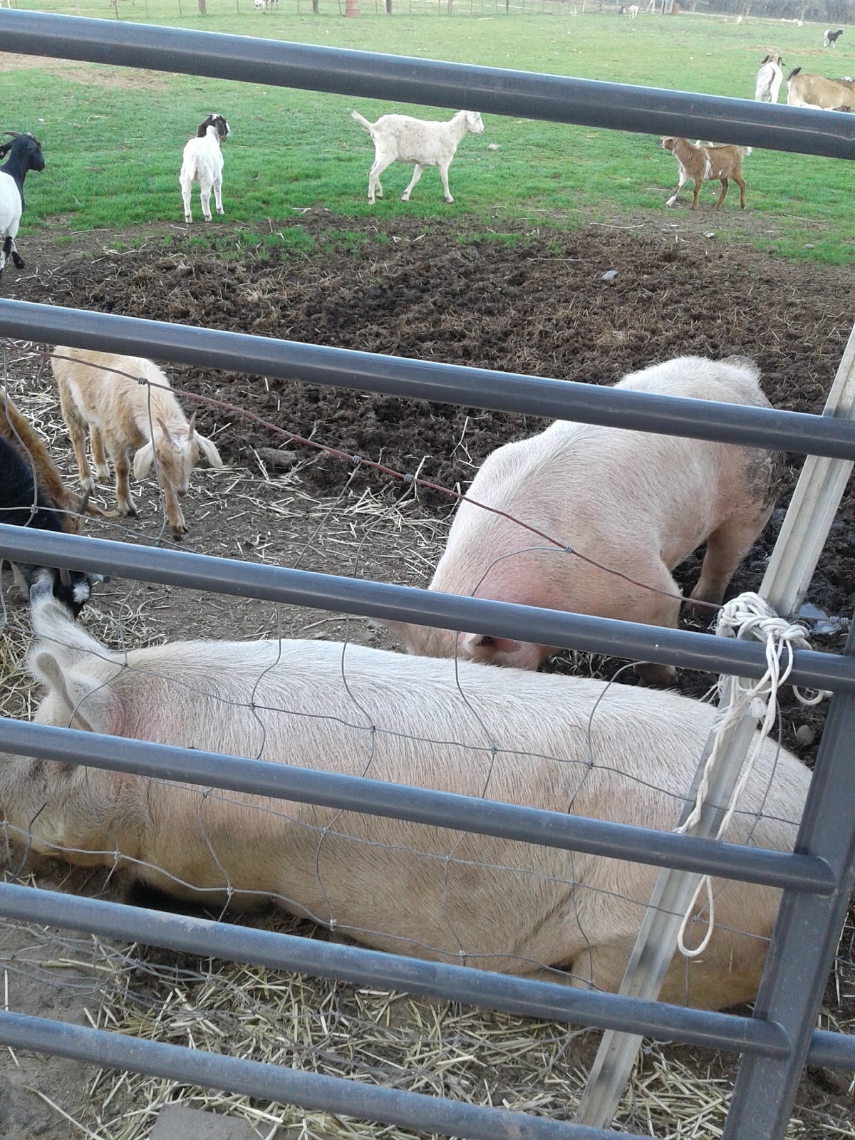 Campers Inn RV Park & Golf Course