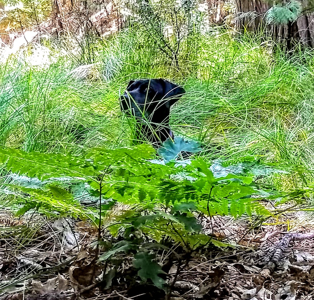 Upper Hell Hole Campground