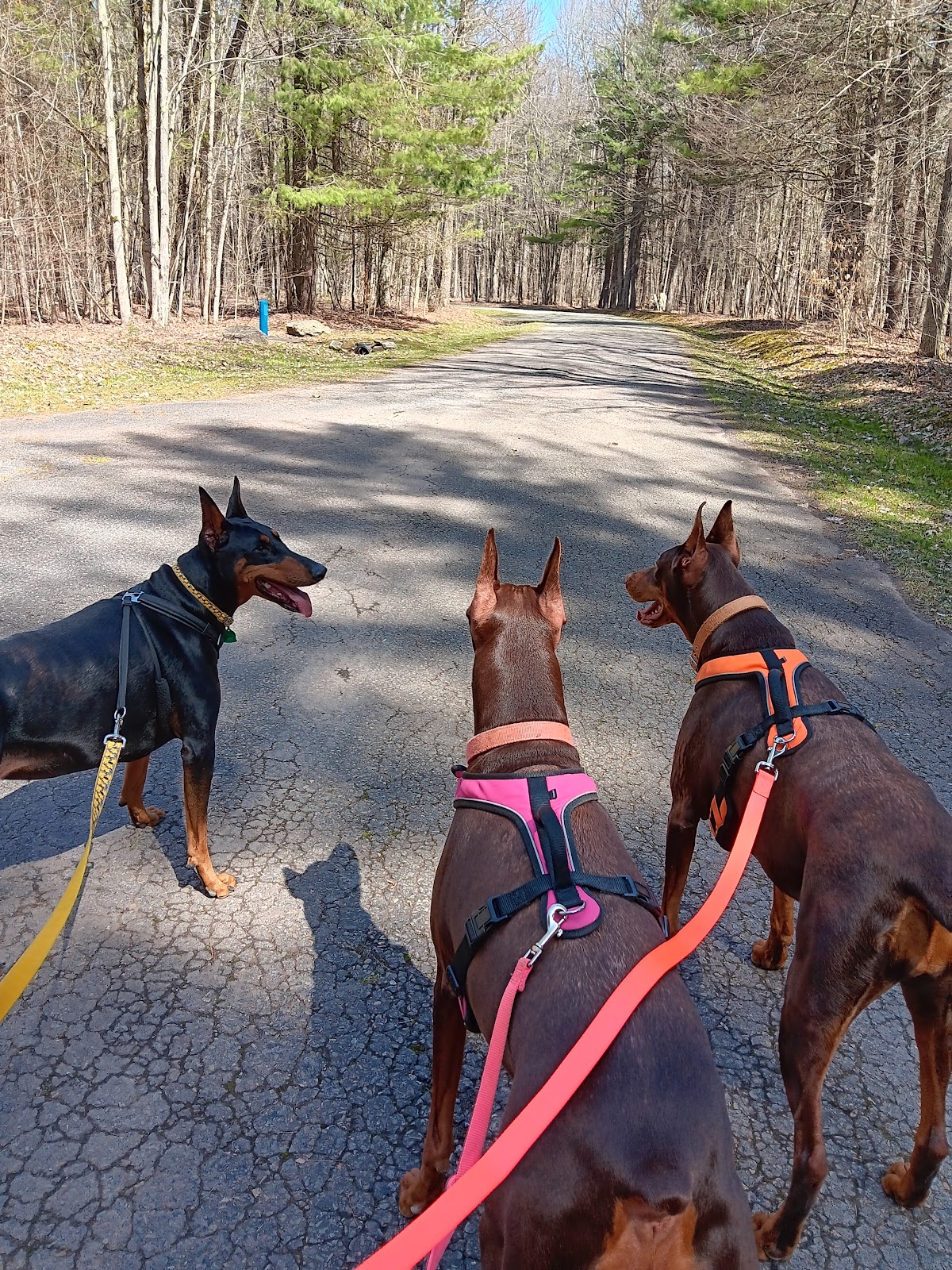 Bowman Lake State Park