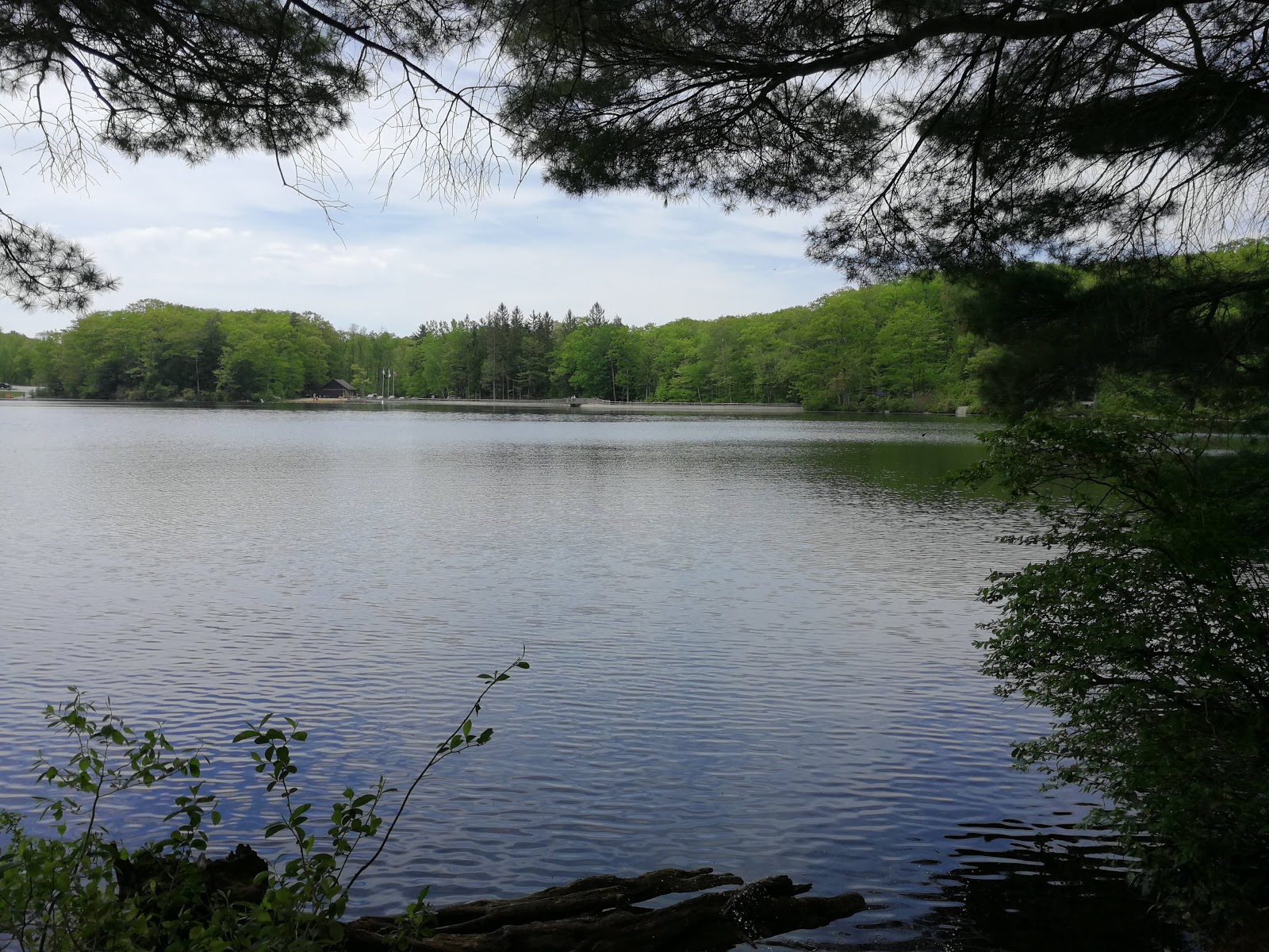 Beartown State Forest Site 12