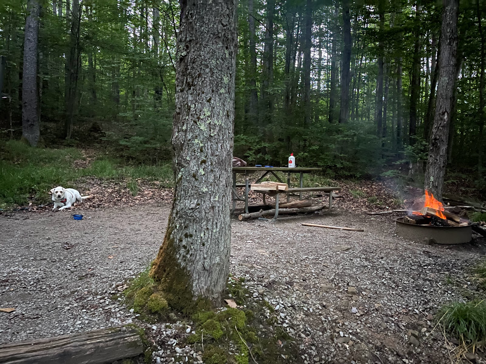 Spruce Knob Lake NF Campground