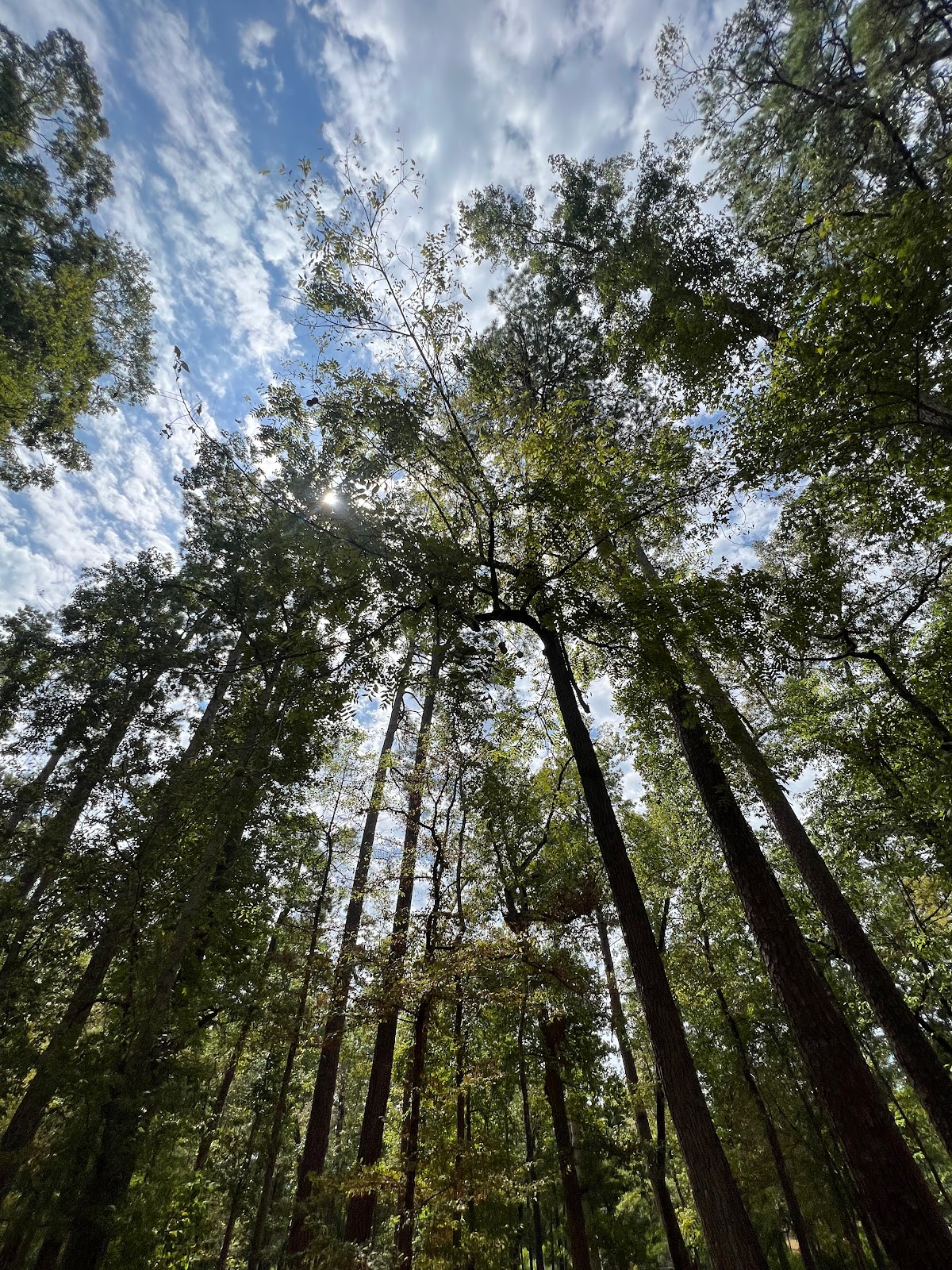 Ratcliff Lake NF Campground