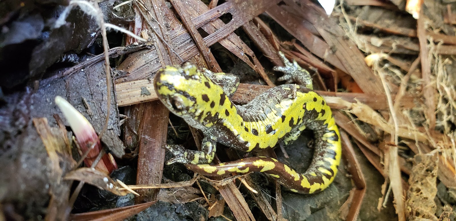 Mallard Slough Cabin