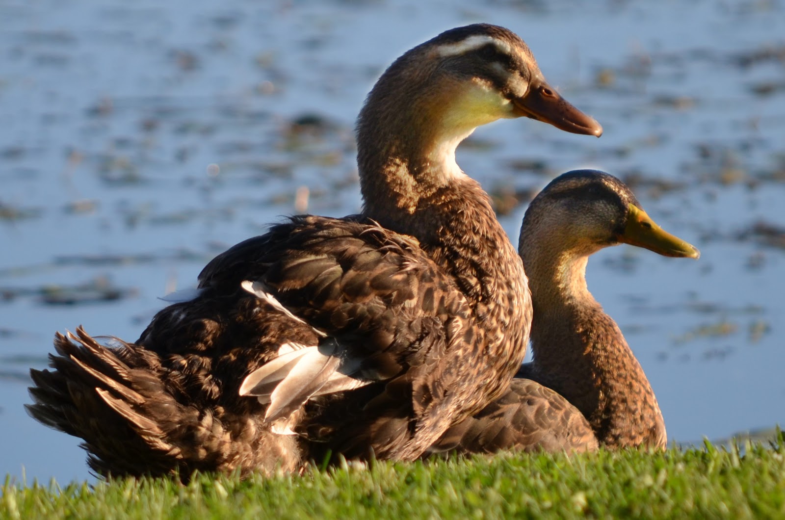 Hidden Pond Campground
