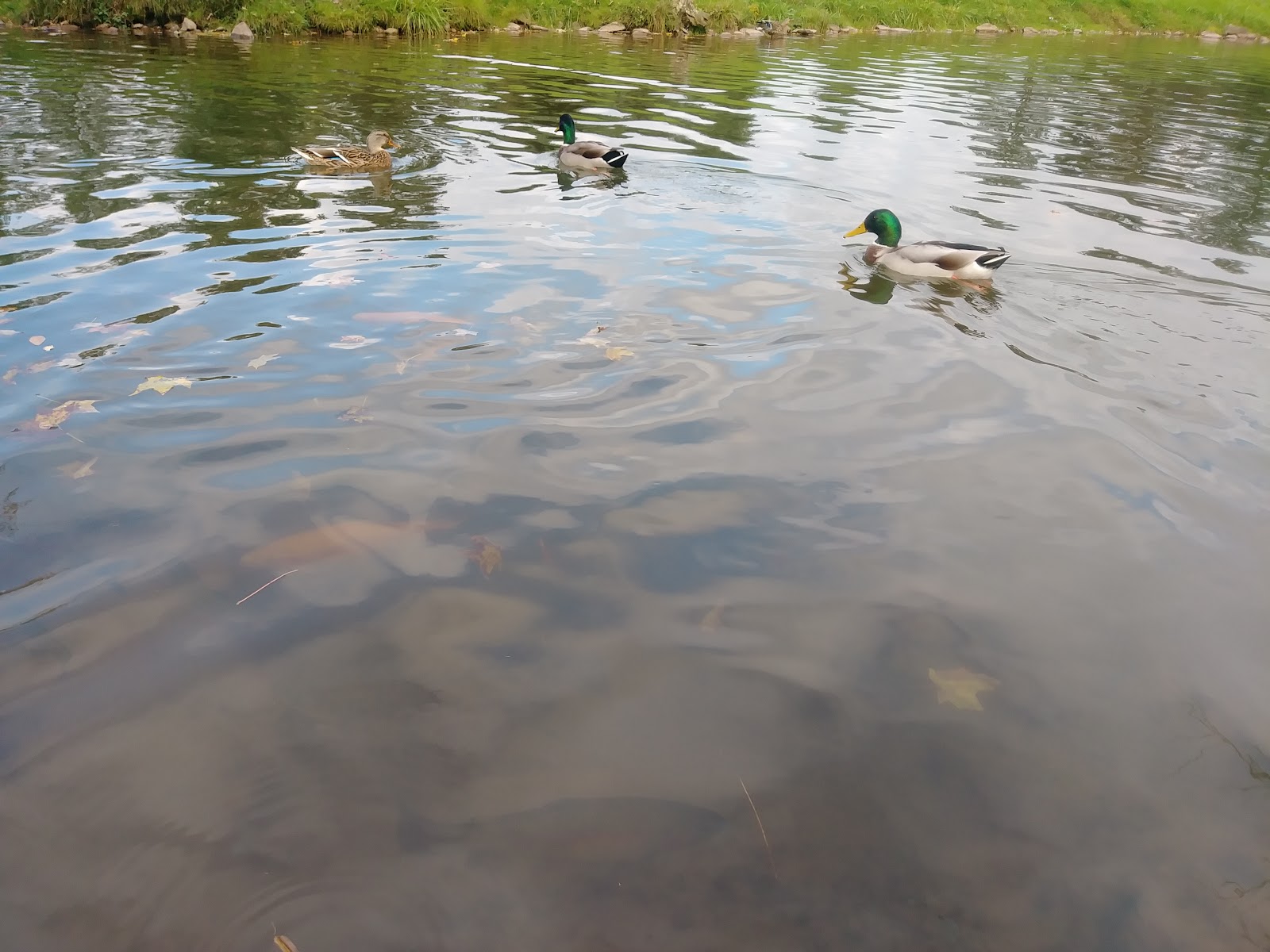 Mill Race Golf and Camping Resort