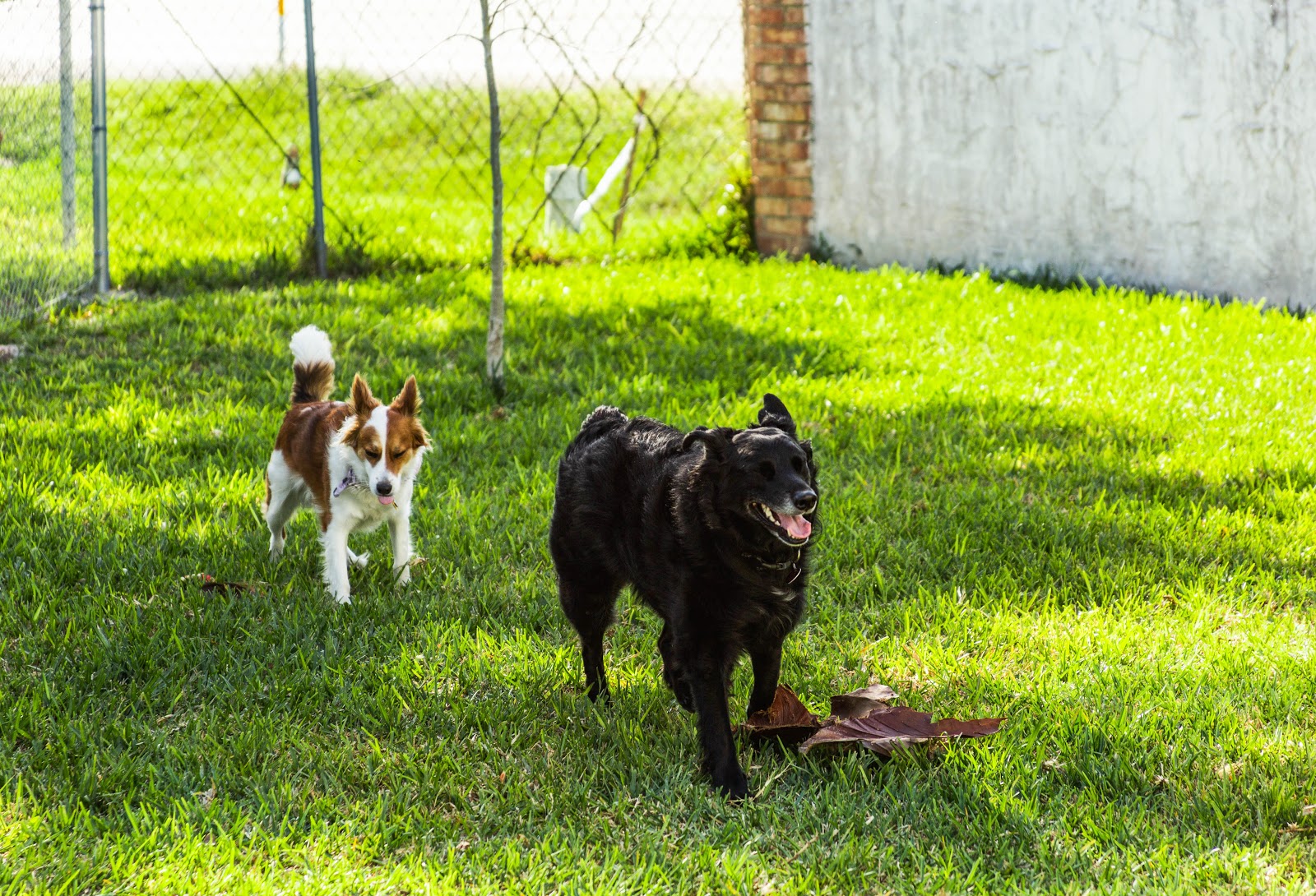 Pan American RV Park