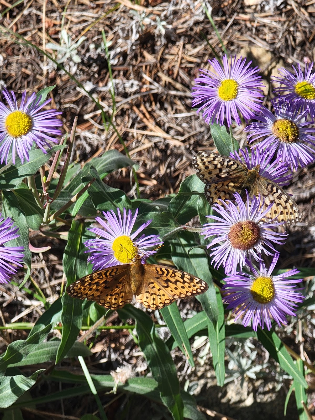 Boulder Park Campground