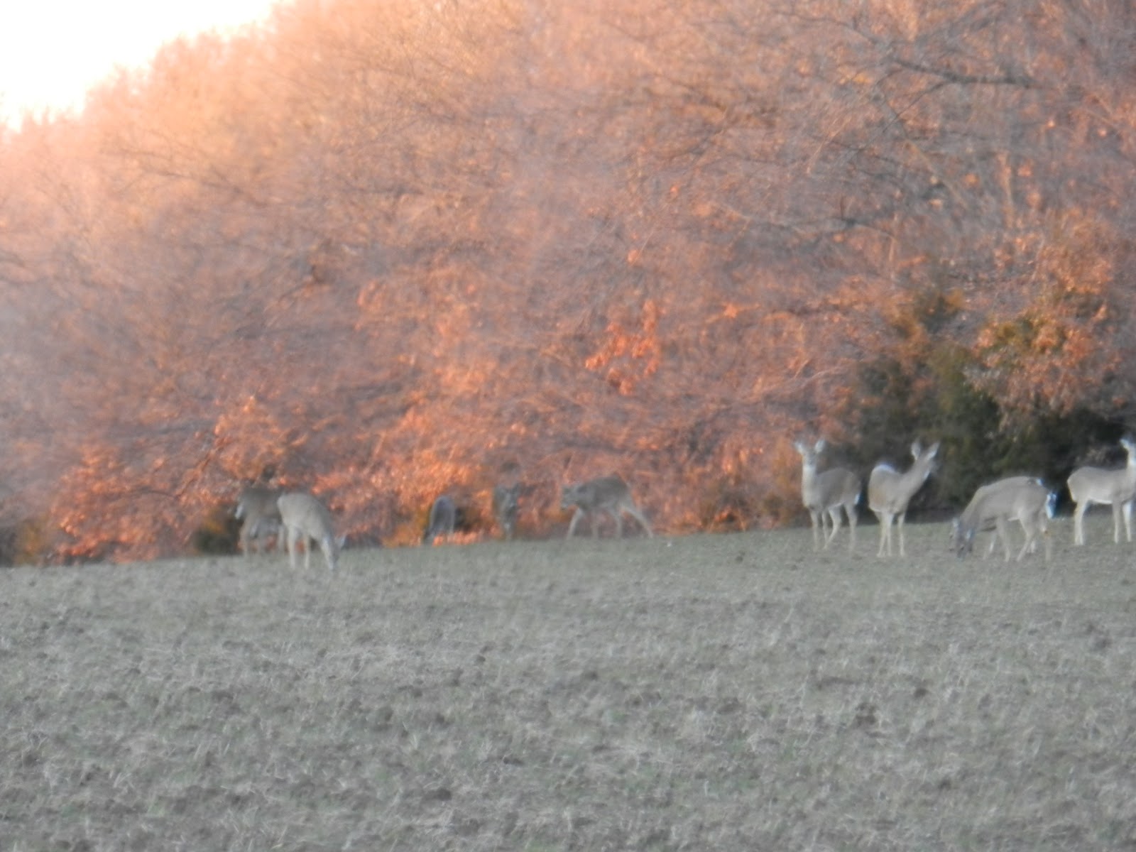Lone Jack Lake Conservation Area
