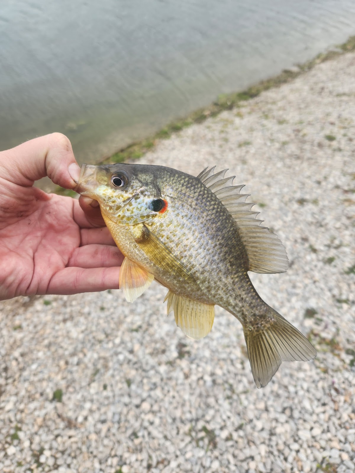 Lone Jack Lake Conservation Area