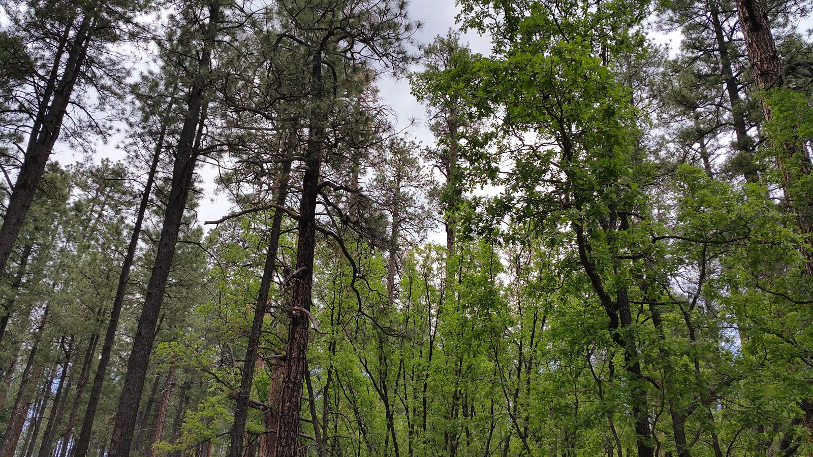 Alpine Divide Campground