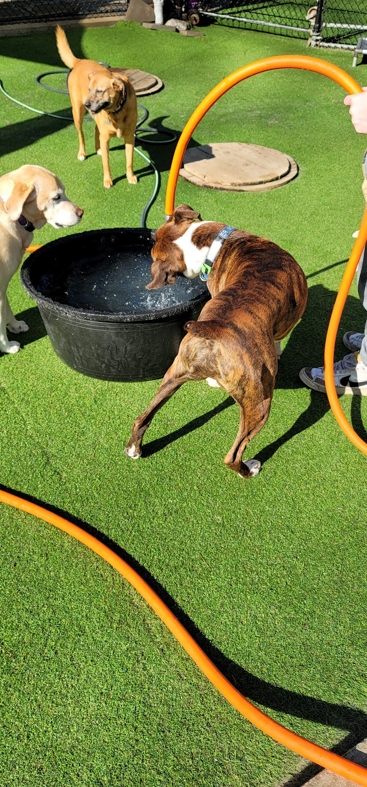 Cahaba Beach Dog Park