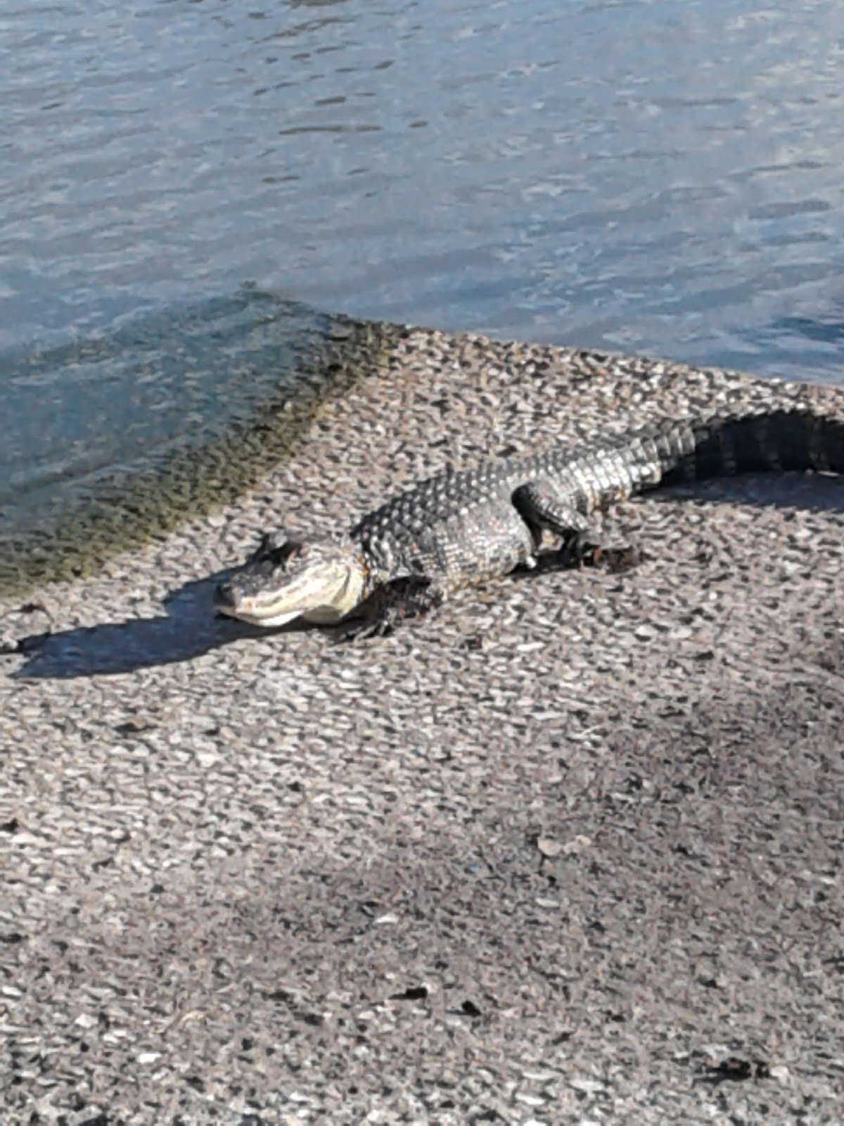 Palm View Gardens RV Resort