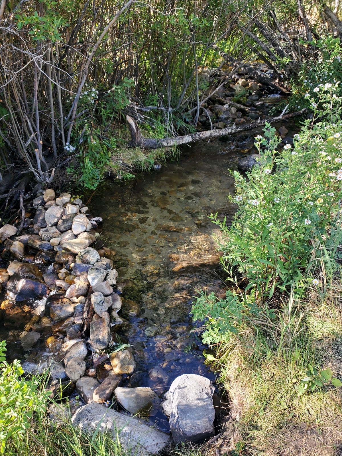 Lower Lehman Creek Campground