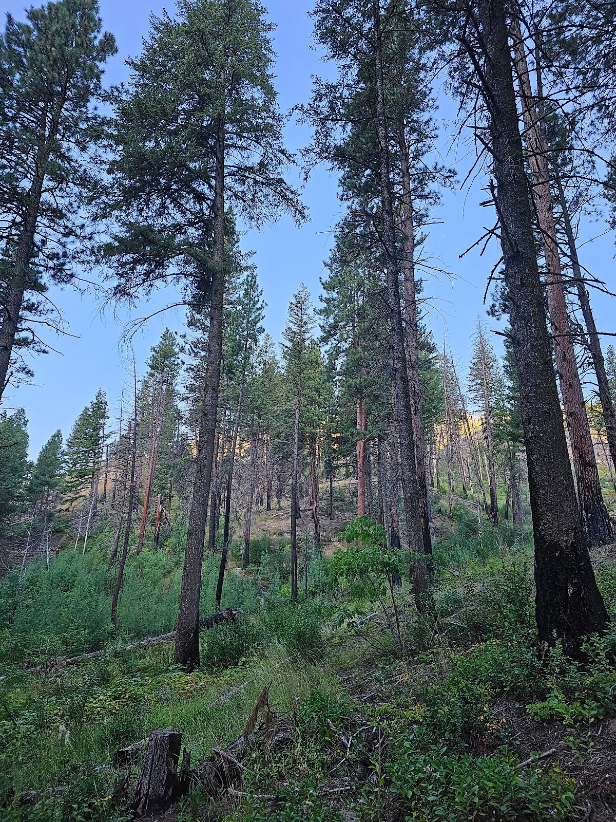 Dog Creek Campground