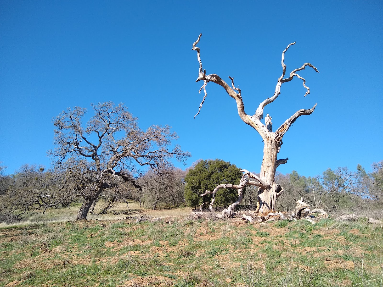 Henry W. Coe State Park