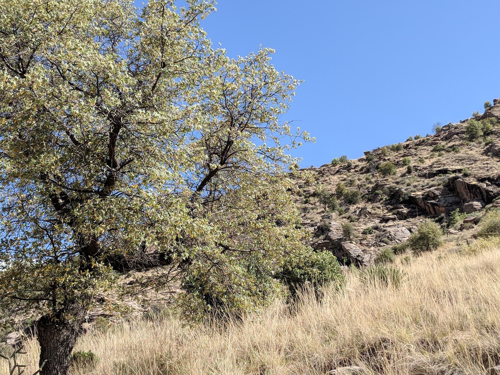 Molino Basin Campground