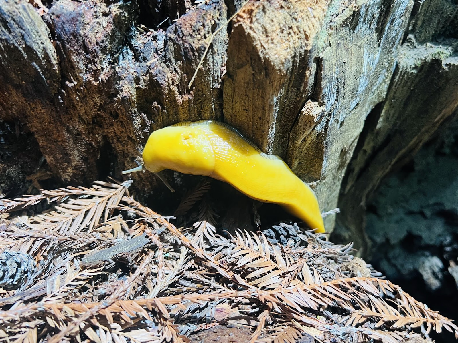 Memorial County Park