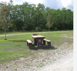 Bear Island - Big Cypress National